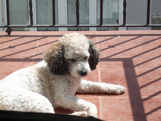 FOTO DE CUCO TOMANDO EL SOL