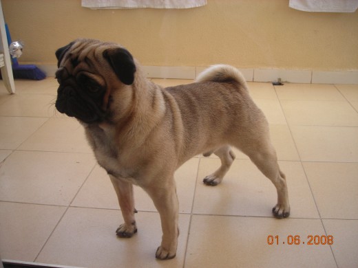 Miembro de la Federacion canina internacional de perros de pura raza e inscrito en el libro de origenes canino de españa.