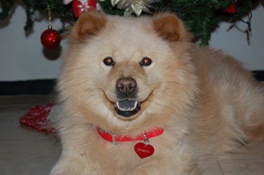 Aqui estoy feliz celebrando la navidad y acostada junto a mi arbolito, esperando a santa con mis regalos (que me regalara este año???)