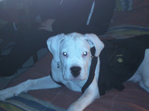 hermoso blanco dosil y jugueton hermoso blanco dosil y jugueton