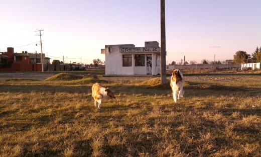 Sel y Sucre paseando en la ciudad !!