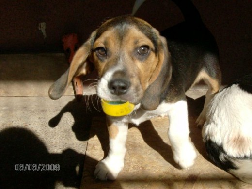 Zorba, Beagle Tricolor.
Fanatico de las Tapas de Bebidas y su peluche de conejo.