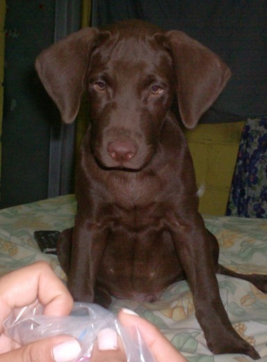 Chocolate al cumplir tres meses