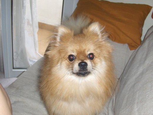 Aqí está con 1 añito, cuando vino a vivir conmigo :) Había estado 1 año de tienda en tienda cuando me encontré con él. Yo iba a preguntar por un Chiguagua, pero lo vi y me enamoré. Cuando le sltaron y me traj un muñeco ya me derritió. El pobre con 1 añito no sabía bajar escaleras.
Despues de 2 años con él se que fue un regalo encontrármelo ese día. LO QUIERO MÁS!! NOS QUEREMS MÁS!! Aqí está con 1 añito, cuando vino a vivir conmigo :) Había estado 1 año de tienda en tienda cuando me encontré con él. Yo iba a preguntar por un Chiguagua, pero lo vi y me enamoré. Cuando le sltaron y me traj un muñeco ya me derritió. El pobre con 1 añito no sabía bajar escaleras.
Despues de 2 años con él se que fue un regalo encontrármelo ese día. LO QUIERO MÁS!! NOS QUEREMS MÁS!!