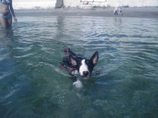 DEL DÍA 13-06-09, CON 3 MESES Y MEDIO Y COMO BULL TERRIER EN EL AGUA.....