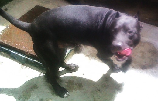 posando para la camara, que lengua eh