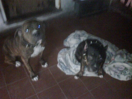 estos son mis dos pitbull,,el de la izquierda es sowy,,de 2 años y medio,,,y el de la derecha es kimbo,,de 4 meses,,,