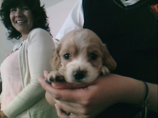 mi perrito recien nacido