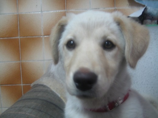 mi cachorrita