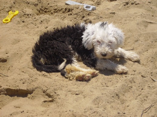 nuka en la playa con 5 meses