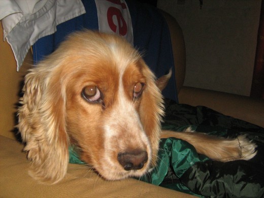 Mateo en el sofa de la casa