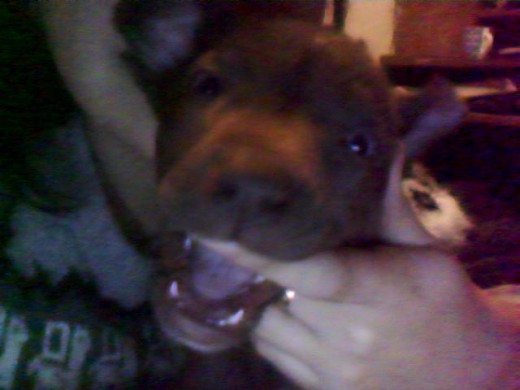 Mi perrita Pit Bull tenia 1 mes y pico cuando falleció, juntas pasamos poco tiempo desde el destete, pero eramos inseparables, pasábamos cada minuto juntas y hacíamos todo juntas, parecía que con una simple mirada nos entendiéramos como gemelas. Falleció un sábado a la tarde,mi viejo esta edificando arriba y la subimos para que juegue con Tobias (mi cocker macho), estábamos lo mas bien, y yo tomaba todas las precauciones posibles pero esta se me paso.. mi abuela subió por las escaleras a traerme la cacerola con comida para darle a Toby, ella me siguió por el techo sin carga de material, fue hay el peor momento de mi vida, se callo del techo, baje a los saltos al escuchar sus gritos, tenia miedo de tocarla por si estaba quebrada no la quería lastimar, mi viejo la agarro, la cargue en mis brazos y salí corriendo a la veterinaria del barrio, pero llegue tarde, se había fracturado la traquea y la laringe no podía respirar, me acuerdo que con sus últimos alientos respondía a mis llantos y mis consuelos, la voy a extrañar siempre, sos irremplasable danah! TE AMO.. tu dueña Sabri. Mi perrita Pit Bull tenia 1 mes y pico cuando falleció, juntas pasamos poco tiempo desde el destete, pero eramos inseparables, pasábamos cada minuto juntas y hacíamos todo juntas, parecía que con una simple mirada nos entendiéramos como gemelas. Falleció un sábado a la tarde,mi viejo esta edificando arriba y la subimos para que juegue con Tobias (mi cocker macho), estábamos lo mas bien, y yo tomaba todas las precauciones posibles pero esta se me paso.. mi abuela subió por las escaleras a traerme la cacerola con comida para darle a Toby, ella me siguió por el techo sin carga de material, fue hay el peor momento de mi vida, se callo del techo, baje a los saltos al escuchar sus gritos, tenia miedo de tocarla por si estaba quebrada no la quería lastimar, mi viejo la agarro, la cargue en mis brazos y salí corriendo a la veterinaria del barrio, pero llegue tarde, se había fracturado la traquea y la laringe no podía respirar, me acuerdo que con sus últimos alientos respondía a mis llantos y mis consuelos, la voy a extrañar siempre, sos irremplasable danah! TE AMO.. tu dueña Sabri.