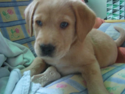 Ney con unos mesecitos.
Ney es un precioso mestizo de labrador y golden, color canela y con los ojos azules.