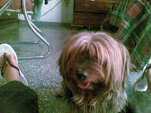lindo lindo