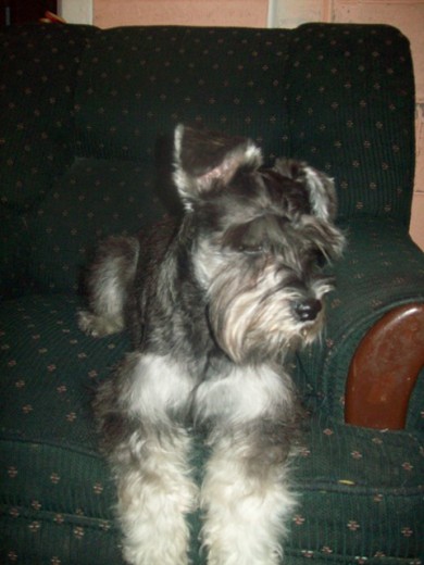 el es otto un schnauzer mini 