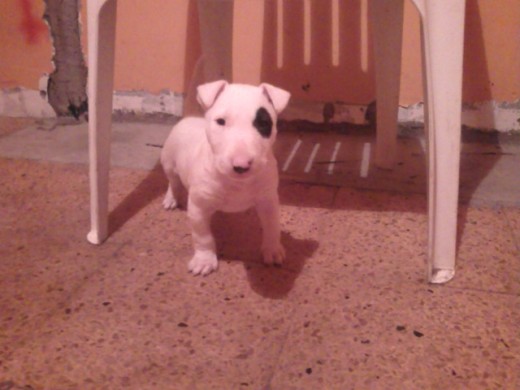 hola amigos este es kaos,mi bullterrier q tiene 2 mesitos de edad.