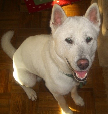Jastón es muy buen perro, es obediente bueno... cuando quiere jaja, pero es tierno y comparte muchas horas conmigo :)
