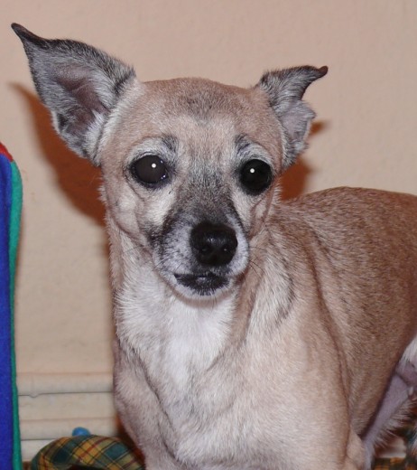 Mi pequeña Lola Mi pequeña Lola