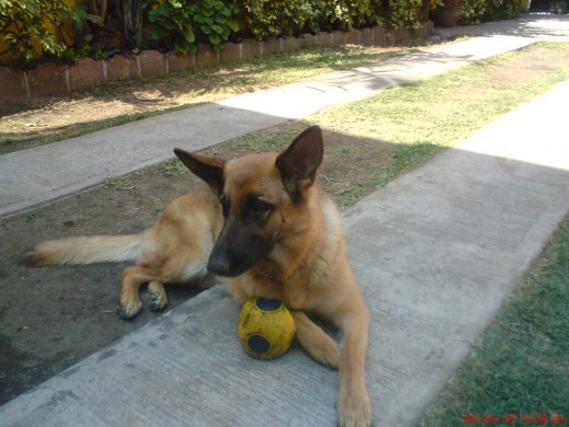 Aki con la pelota jaja  es muy fiel y lindisima!1
Laika nunca te voy a aolvidar eras una perra muy trankila tkmmcho!