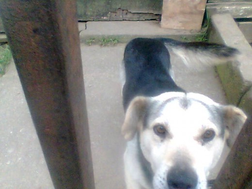 Canaca aunque no sea de rasa para mi es muy especial, es muy cariñoso como un poodle y es super mañoso como un rottweiler jajajaj, es super buen guardian cuando salimos de la casa quedamos tranquilos porque sabemos que este lindo perrito nos esta cuidando nuestra casa yo lo quiero mucho. Canaca aunque no sea de rasa para mi es muy especial, es muy cariñoso como un poodle y es super mañoso como un rottweiler jajajaj, es super buen guardian cuando salimos de la casa quedamos tranquilos porque sabemos que este lindo perrito nos esta cuidando nuestra casa yo lo quiero mucho.