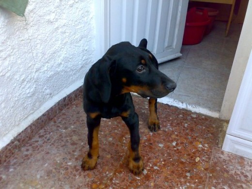 Leo con 2 meses Leo con 2 meses