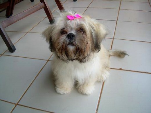 Hola!! amiguitos soy una perrita muy cariñosa y me encanta mi peluche jengibrito! Hola!! amiguitos soy una perrita muy cariñosa y me encanta mi peluche jengibrito!