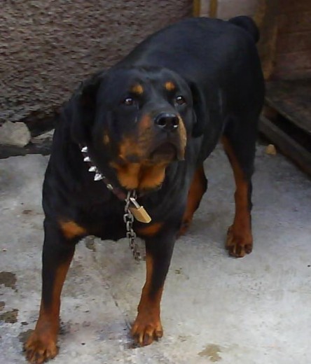 Pues como observan es un Rottweiler Aleman de 5 años de edad Apenas nacieron sus cachorros originales.