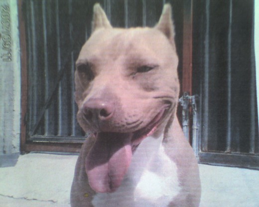 me llamo moka soy una american pit bull terrier red nose 