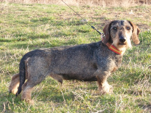 Ch. ORLOW OD VÉVODY HUBERTA.
DtJCh 200 – LJS 2002 – GS 2002 - LS 2003 – Jgd.ChÖS 2003 – Jgd.ChLux 2003 - Dt Ch 2004
DtCh VDH 2004 – WUT-Ch 2004 – LuxCh 2004 – ÖSCh 2004 - IschCh 2005 – IACh 2007
TITULOS:
CAMPEÓN ALEMAN / J
CAMPEÓN REGIONAL / J
CAMPEÓN DE TRABAJO ALEMAN
CAMPEÓN REGIONAL
CAMPEÓN DE AUSTRIA / J
CAMPEÓN DE LUXEMBURGO/J
CAMPEÓN ALEMAN
CAMPEÓN ALEMAN VDH
CAMPEÓN DE LA UNIÓN MUNDIAL
CAMPEÓN DE LUXEMBURGO
CAMPEÓN DE AUSTRIA
CAMPEÓN INTERNACIONAL
CAMPEÓN INTERNACIONAL DE TRABAJO
Ch. ORLOW OD VÉVODY HUBERTA.
DtJCh 200 – LJS 2002 – GS 2002 - LS 2003 – Jgd.ChÖS 2003 – Jgd.ChLux 2003 - Dt Ch 2004
DtCh VDH 2004 – WUT-Ch 2004 – LuxCh 2004 – ÖSCh 2004 - IschCh 2005 – IACh 2007
TITULOS:
CAMPEÓN ALEMAN / J
CAMPEÓN REGIONAL / J
CAMPEÓN DE TRABAJO ALEMAN
CAMPEÓN REGIONAL
CAMPEÓN DE AUSTRIA / J
CAMPEÓN DE LUXEMBURGO/J
CAMPEÓN ALEMAN
CAMPEÓN ALEMAN VDH
CAMPEÓN DE LA UNIÓN MUNDIAL
CAMPEÓN DE LUXEMBURGO
CAMPEÓN DE AUSTRIA
CAMPEÓN INTERNACIONAL
CAMPEÓN INTERNACIONAL DE TRABAJO