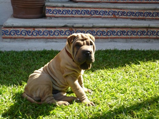 Este es Harry tomando el sol en el jardin.