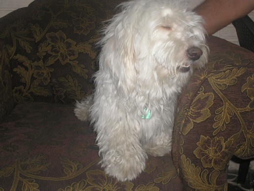 Este es mi perro Maltés, de nombre Sam, nacudi el 5 de Enero de 2008