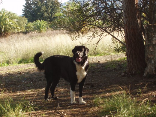 kiara paseando por el campo,siempre esta corriendo y olfateando.cuando encuentra un rastro se vuelve loca. 