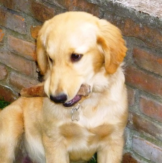 Es lo mas tierno del mundo, jugueton y cariñoso. es un perro muy amada no solo por Papa Raúl, y mamá Vero tambien por sus primitos Protectores Viny, Chris, Anita y Rey TT. tiene sus primos caninos tambien Puffy cruza de siverian y cliford. akita es super jugueton Es lo mas tierno del mundo, jugueton y cariñoso. es un perro muy amada no solo por Papa Raúl, y mamá Vero tambien por sus primitos Protectores Viny, Chris, Anita y Rey TT. tiene sus primos caninos tambien Puffy cruza de siverian y cliford. akita es super jugueton