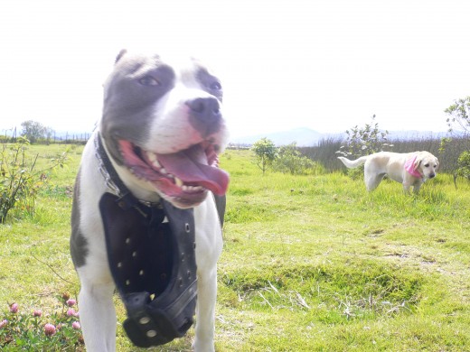 Zeus, es nuevo en la familia y ha pegado con fuerza es muy cariñoso, jugueton y una belleza. estaba de paso con Apolo.