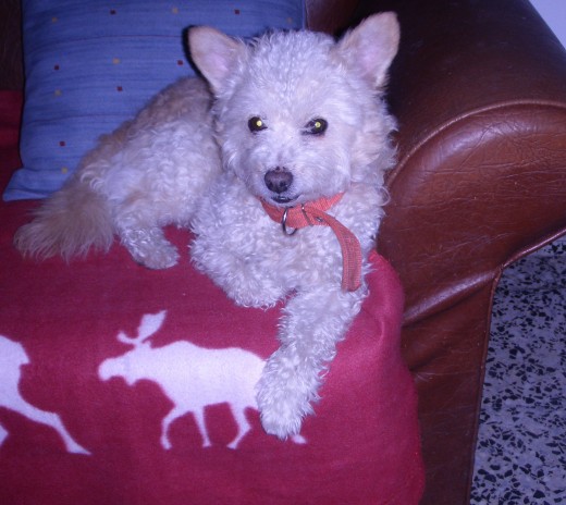 Hola soy Brandon.que edad me echais?????tengo 9 años,,,a que me conservo bien? todas las perritas me lo dicen jjiji. Soy mezcla de caniche con foxterrier, y busco novia 