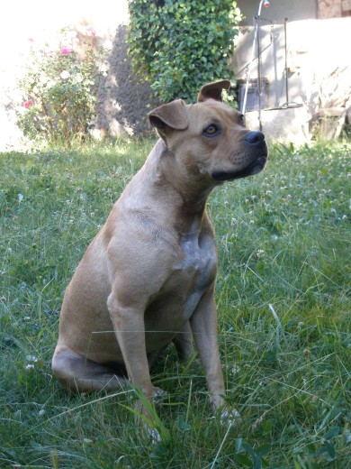 Mi dulce perrita Mi dulce perrita