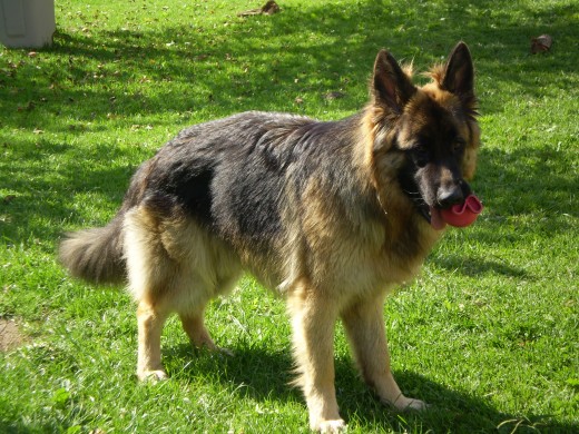 YAKO, año y medio, le encanta jugar, pasear, e ir a la playa.