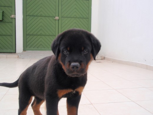 Rotti de 2 meses llegando a su nuevo hogar