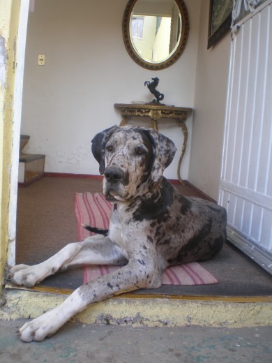 ella es mi bebe candilu =) estoy muy contenta porque ya esta conmigo otra vez; mi mama ya la habia regalado porque ella come mucho y pues si se nos dificulta comprar a cada rato croquetas; bueno pues la semana pasada ya la habia regalado, y no la regresaron porque ella esta acostumbrada a salir y entrar de la casa, se duerme conmigo, todo el dia esta con personas...
a ella le da por morder todo:. y a muchas personas les da miedo por su tamaño. ella es mi bebe candilu =) estoy muy contenta porque ya esta conmigo otra vez; mi mama ya la habia regalado porque ella come mucho y pues si se nos dificulta comprar a cada rato croquetas; bueno pues la semana pasada ya la habia regalado, y no la regresaron porque ella esta acostumbrada a salir y entrar de la casa, se duerme conmigo, todo el dia esta con personas...
a ella le da por morder todo:. y a muchas personas les da miedo por su tamaño.
