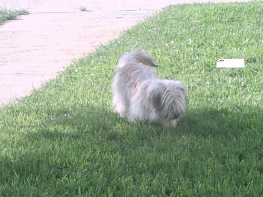 CAPI PASEANDO POR CONIL