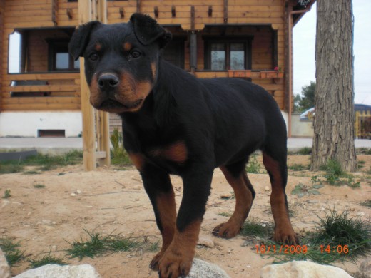 ayy mi niña q cachorrillaa