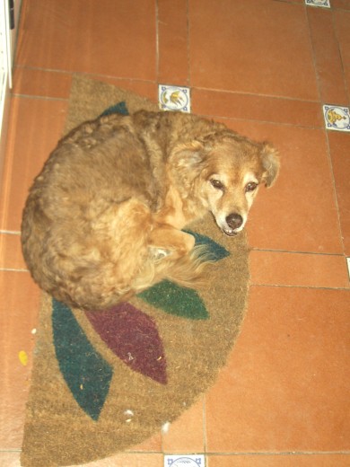 totito siesteando en la alfombra de la entrada 