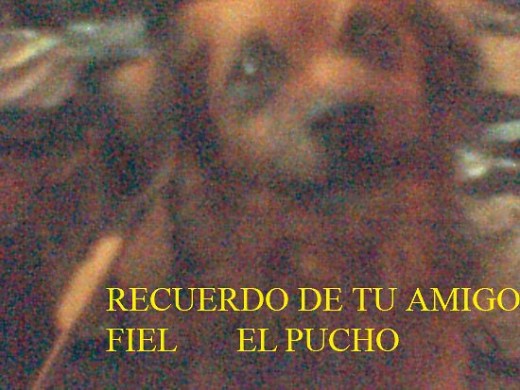 Fue mi fiel compañero de mi vida.
nunca le pege y siempre lo cuide mucho
del frio de los peligros de la calle y de sus
emfermedades.
como lo estraño lo recuerdo todas las noches de mi vida.
era como un hijo para mi.
que dios lo tenga en su gloria y creacion.
siempre te recordare amigo pucho.
amen Fue mi fiel compañero de mi vida.
nunca le pege y siempre lo cuide mucho
del frio de los peligros de la calle y de sus
emfermedades.
como lo estraño lo recuerdo todas las noches de mi vida.
era como un hijo para mi.
que dios lo tenga en su gloria y creacion.
siempre te recordare amigo pucho.
amen
