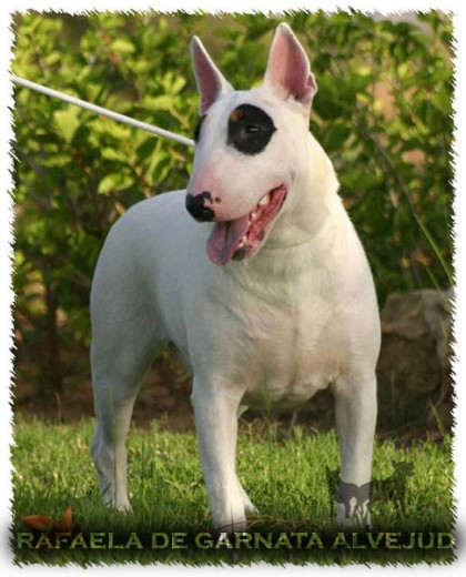 Rafaela de Garnata Alvejud es hija de CH. Stockeyview Dark Desniny (Hoskins) y de Jolie-Lilo de Garnata Alvejud.