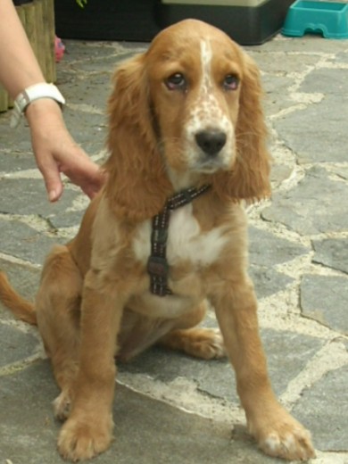 Esta es cuca,es un cruce de setter irlandes con cocker.La gusta mucho jugar y pasear.Lo que adora es mordernos las chaquetas viejas.