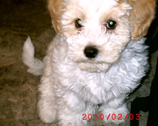 esta es mi perro pero estoy confundido con el tipo de raza que pertenese ya que la gente me dice que es un maltes y yo creeo que es un french poodle ya nise pero no importa la raza que sea lo quiero es un buen perro su compania no la cambiaria ni por la mejor raza del mundo jejeje. esta es mi perro pero estoy confundido con el tipo de raza que pertenese ya que la gente me dice que es un maltes y yo creeo que es un french poodle ya nise pero no importa la raza que sea lo quiero es un buen perro su compania no la cambiaria ni por la mejor raza del mundo jejeje.