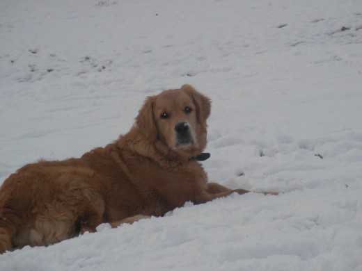 aprovechando el dia q nevo¡¡¡¡se volvio loco comiendo nieve¡¡¡¡