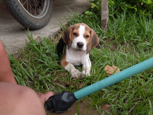 un dia de descanso para mi baby estaba super feliz ensuciandose