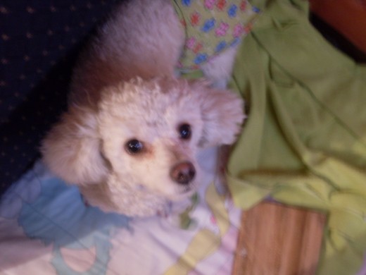 aqui me esta mirando por que le estaba molestando el flash de las fotos ella es una perrita muy concentida y muy tierna en la cual confio mucho aunque aveces se sale por la ventana de la casa y la encuentro jugando en el parque ella es mi linda perrita aqui me esta mirando por que le estaba molestando el flash de las fotos ella es una perrita muy concentida y muy tierna en la cual confio mucho aunque aveces se sale por la ventana de la casa y la encuentro jugando en el parque ella es mi linda perrita