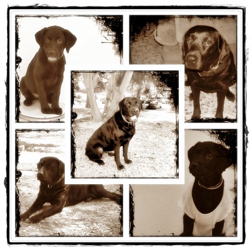 aqui teneis fotos desde pequeña hasta el momento jejeje
Libra
( 24 de septiembre - 23 de octubre )
Los perros de libra son unos verdaderos encantos, y tienen mucha personalidad. Les hechiza jugar con las personas y otros perros, y hacen amigos donde sea que vayan. Son los perros ideales para viajar.
Arquetipo de la mascota de Libra: El ratón Mickey aqui teneis fotos desde pequeña hasta el momento jejeje
Libra
( 24 de septiembre - 23 de octubre )
Los perros de libra son unos verdaderos encantos, y tienen mucha personalidad. Les hechiza jugar con las personas y otros perros, y hacen amigos donde sea que vayan. Son los perros ideales para viajar.
Arquetipo de la mascota de Libra: El ratón Mickey